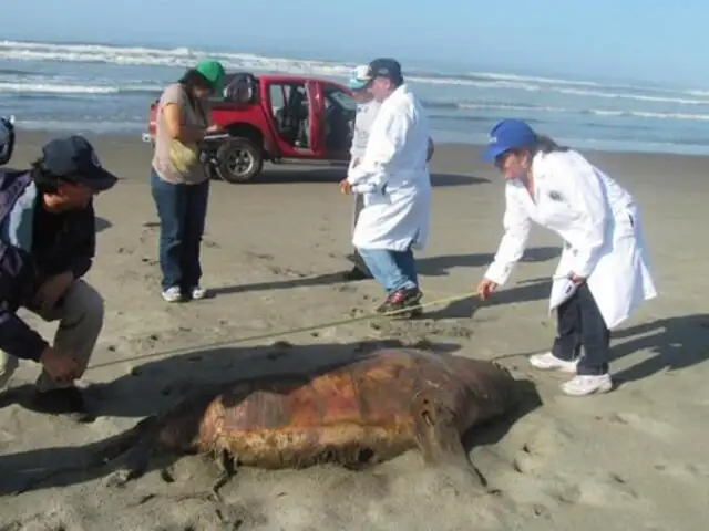 Hallan sin vida a 500 lobos marinos en playa de Áncash