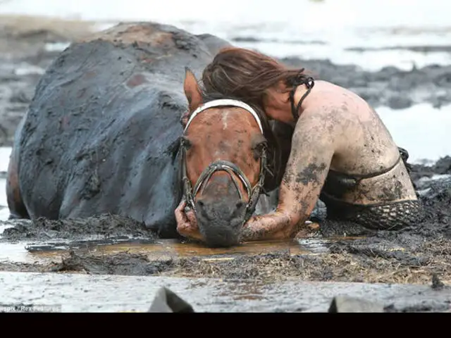 FOTOS: el angustioso rescate de un caballo atrapado en arena movediza