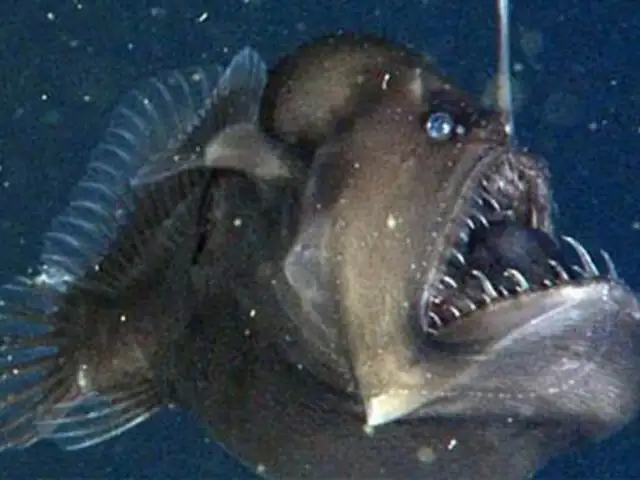 VIDEO: captan por primera vez al terrorífico pez "Diablo Negro del Mar"