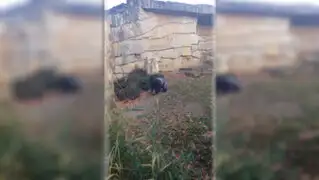 Gorila ‘mal humorado’ ahuyentó a visitantes en zoológico de Berlín