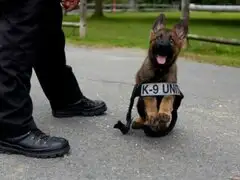 EEUU: Perro policía fue despedido por tener mal desempeño