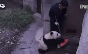 VIDEO: oso panda que no quiere que limpien su ‘cuarto’ conquista las redes