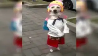 VIDEO: perrita que camina como niña por la calle causa sensación en las redes sociales
