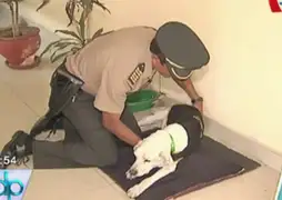 Murió 'Capitán Julio': perro recibió reconocimientos por ayudar a capturar delincuentes