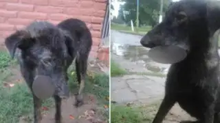 FOTOS: perro al borde de la muerte tras estallarle un cohetón en el hocico
