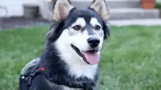 Estados Unidos: Un perro corre por primera vez gracias a una prótesis 3D