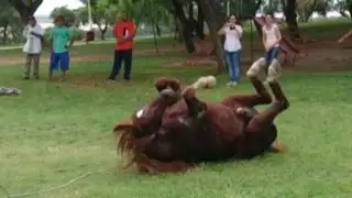 VIDEO: la inusual reacción de un caballo que fue liberado conquista las redes