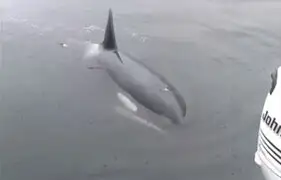 Orca bebé imita sonido de un motor de bote e impresiona a visitantes