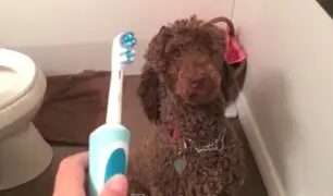 Mira la curiosa reacción que tiene este perro al ver un cepillo de dientes