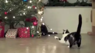 VIDEO: divertidos casos en que los gatos arruinaron árboles de Navidad