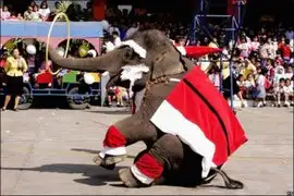 Tailandia: elefantes son vestidos de Papá Noel para celebrar la Navidad