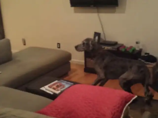 VIDEO: la peculiar reacción de un perro al ver un ‘fantasma’ causa furor en la Web