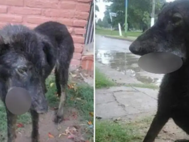 FOTOS: perro al borde de la muerte tras estallarle un cohetón en el hocico