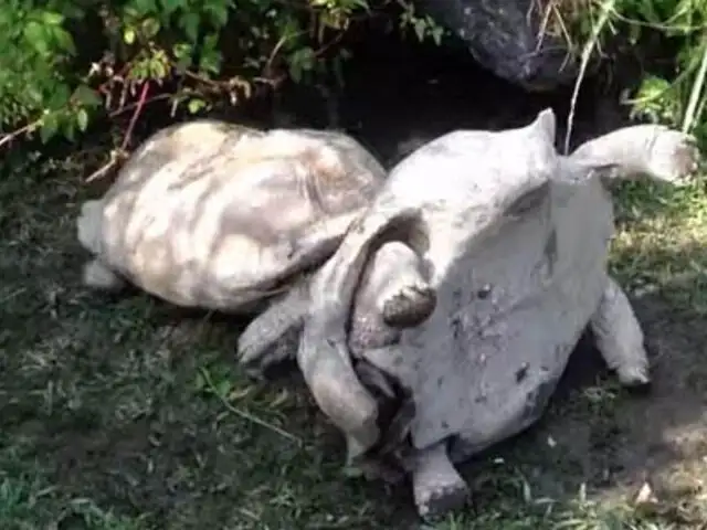 VIDEO: tortuga gigante acude rápidamente al rescate de su compañero volcado