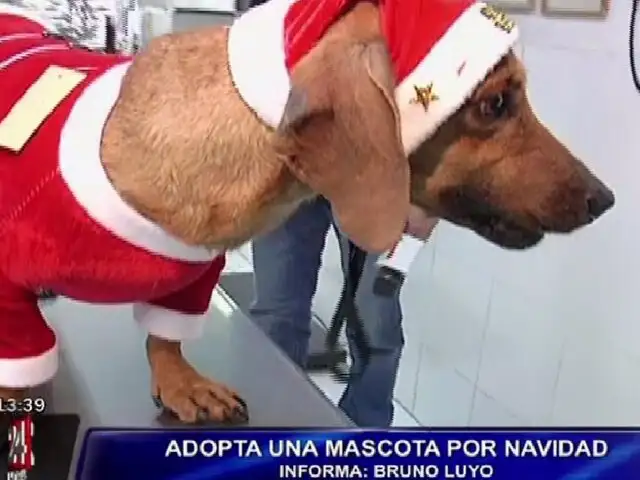 Veterinaria Rondón da en adopción adorables perritos para esta Navidad