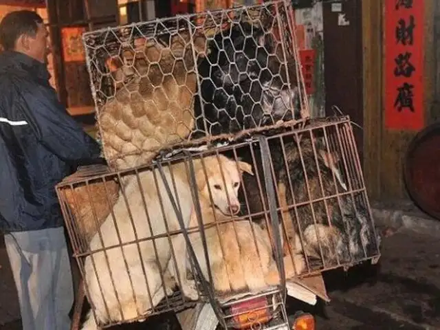 Sacrifican a miles de perros para industria del cuero en China
