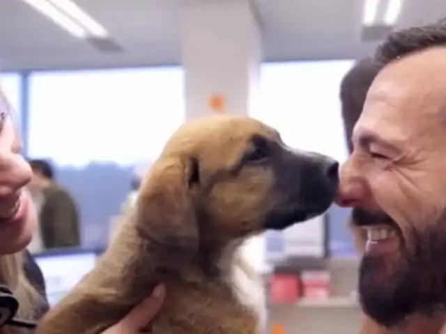 VIDEO: experimento demuestra que los perros y gatos hacen más felices a las personas