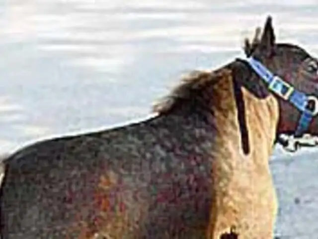 ¡Mide menos que un perro!: conoce el caballo más pequeño del mundo