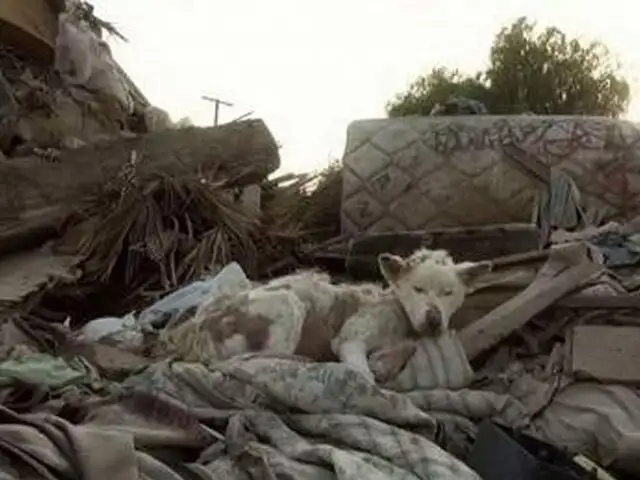 VIDEO: La perrita Miley y su increíble historia que te llegará al corazón