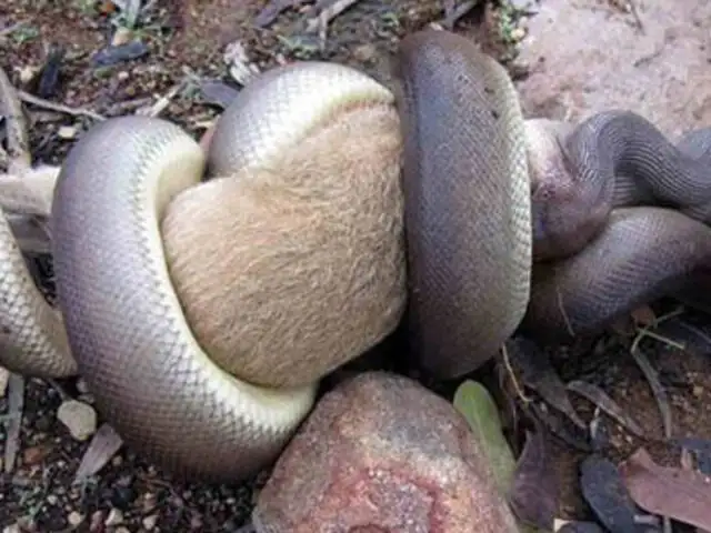 Impactantes imágenes: una serpiente pitón se devoró a un canguro