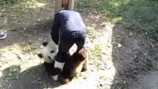 YouTube: oso panda que no quiere que lo dejen solo causa sensación en las redes