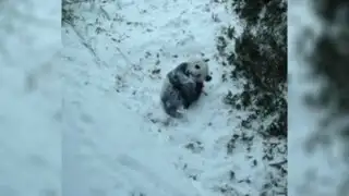 YouTube: panda que se emociona al deslizarse sobre la nieve causa sensación en las redes