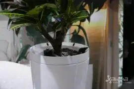 Parrot pot: la nueva maceta inteligente si se te olvida regar las plantas