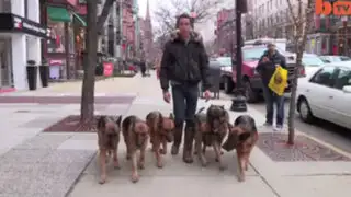 El 'Señor de los Perros' pasea a su manada y causa sensación en YouTube