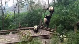 YouTube: pandas que se pelean por un árbol causan sensación en las redes sociales