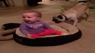 YouTube: la tierna ‘pelea’ entre un perro y un bebé por una cama se convierte en viral