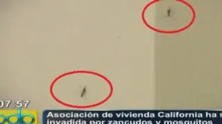 VES: Asociación de vivienda California ha sido invadida por zancudos y mosquitos