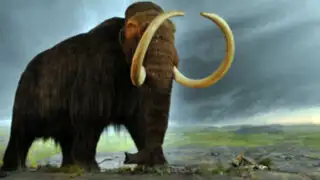 Un científico estadounidense pretende devolver a la vida a los mamuts