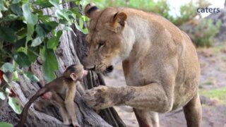 VIDEO: tierna amistad entre león y mono bebé sorprende al mundo