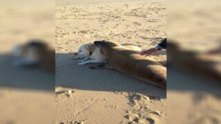 YouTube: adorable foca sorprende con su peculiar cariño hacia un perro