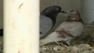 Callao: palomas invaden La Perla y distrito es declarado en emergencia