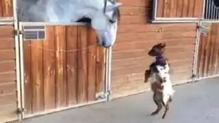 YouTube: la tierna ‘pelea’ entre una cabra y un caballo se volvió viral en las redes