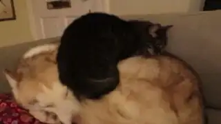 YouTube: mira como este atrevido gato usa a un perro como su cama