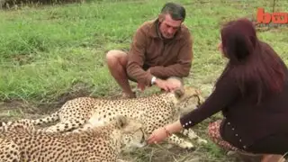 Sudáfrica: Mujer rescata a guepardo y ahora lo cría como mascota