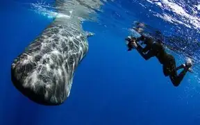 FOTOS: no vas a creer lo que hizo esta ballena para ahuyentar a un grupo de buzos
