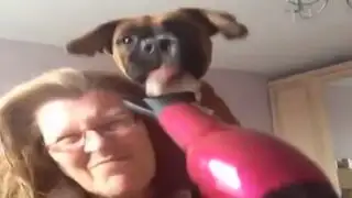YouTube: la peculiar reacción de un perro al ver una secadora de cabello conquista las redes
