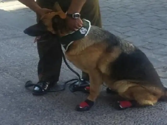 Chile: perros policías usarán zapatillas para protegerse del calor y los vidrios