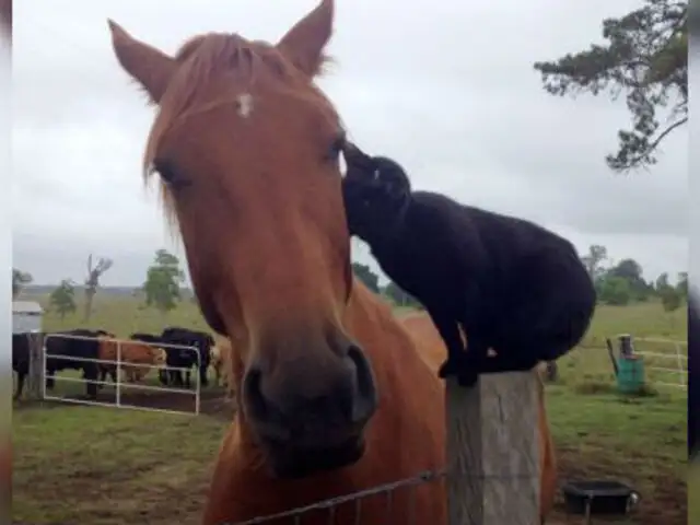 Facebook: mira la curiosa amistad entre un gato y un caballo que arrasa en las redes
