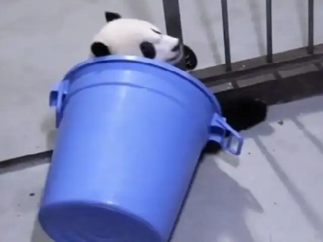 YouTube: panda que juega a las ‘escondidas’ causa sensación en las redes