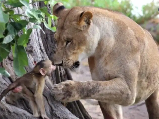 VIDEO: tierna amistad entre león y mono bebé sorprende al mundo