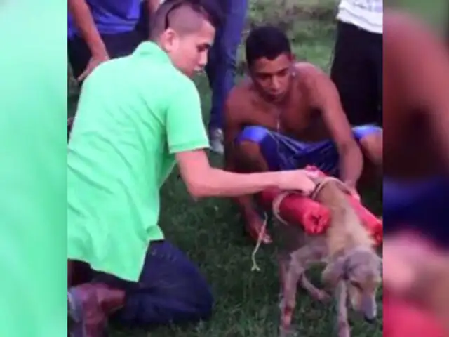 YouTube: jóvenes indignan a Honduras tras matar a un perro con pirotécnicos