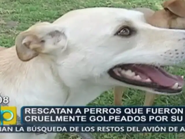 Perros que eran maltratados por desalmado sujeto fueron rescatados por autoridades