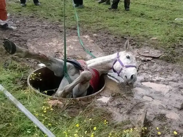 FOTOS: esta yegua quedó atrapada en un pozo, pero su rescate fue asombroso