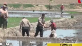 Tumbes: rescatan a cinco menores explotados en campos arroceros