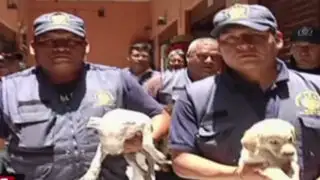 Municipalidad de Lima rescata a perros vendidos ilegalmente en el Cercado de Lima