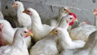 China detecta nuevo caso de gripe aviar H3N8 en humanos